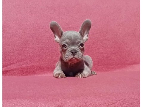 Ankara french bulldog