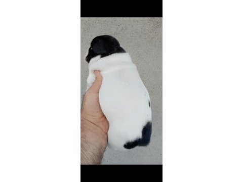 Fransız bulldog yavrular izmir