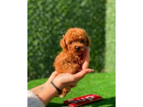 A kalite toy poodle yavrular (boş geçme)