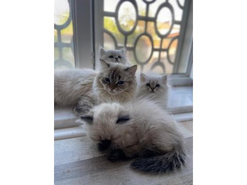 British longhair yavru kedilerimiz teslime hazırdır