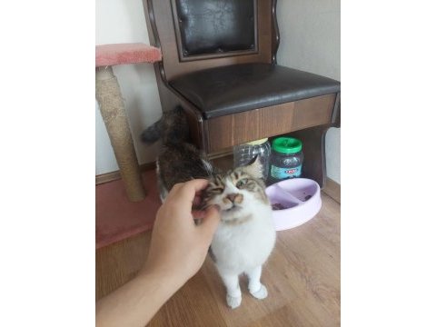 Prenses kedimiz tilki kuyruklu badem