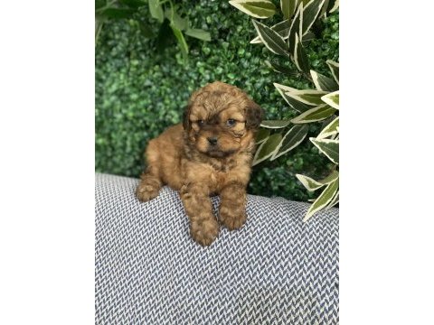 Tatlı mı tatlı maltipoo yavruları