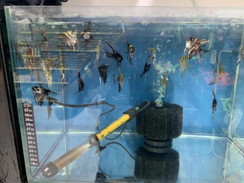 Her tür balık çeşidi