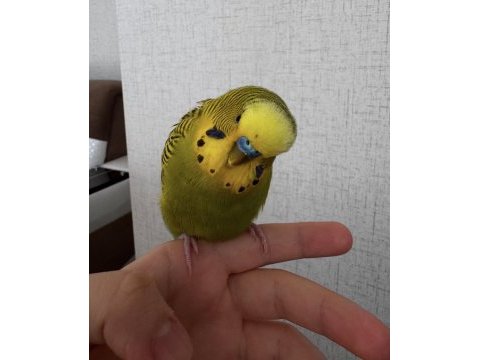 Erkek evcimen muhabbet kuşu