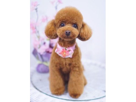 Mersin toy poodle köpekleri