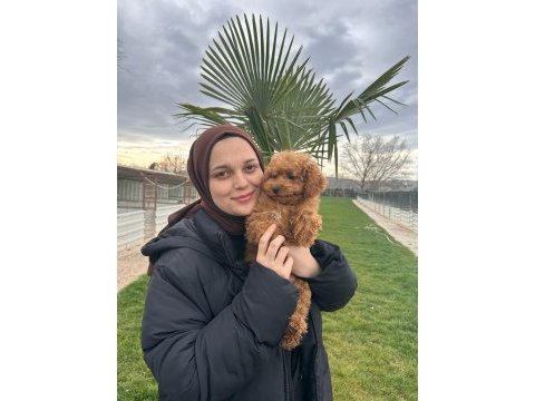 Toy poodle yavrular