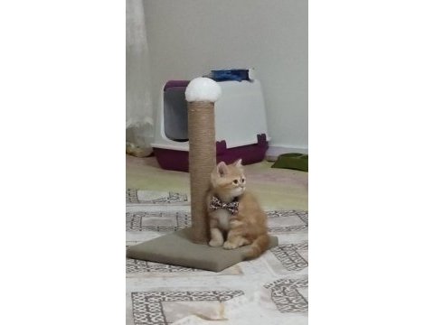Golden tabby british shorthair