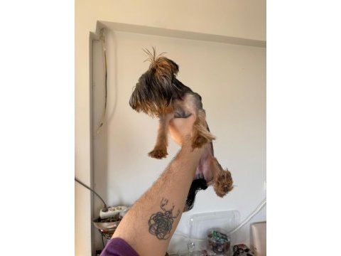 6 aylık erkek yorkshire terrier