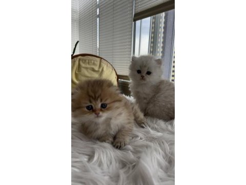 Scottish fold longhair (golden & silver)