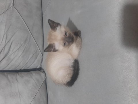 Bir buçuk aylık yavru siyam kedisi