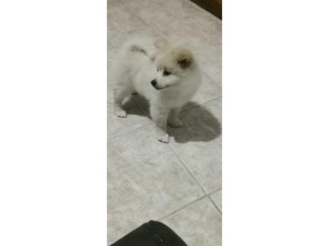 Pomeranian boo 2 aylık