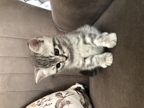 British kedi