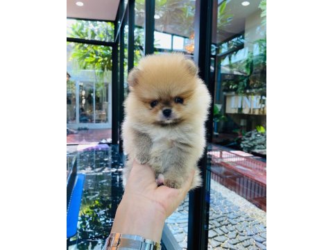 Pomeranian boo yavruları
