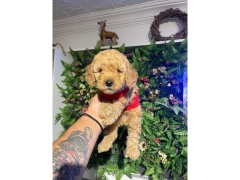 2 aylık toy poodle yavrumuz