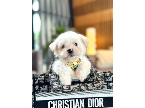 Korea maltese terrier cep boy