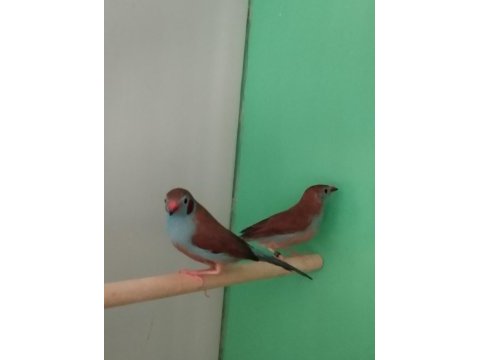 Cordon blue ispinoz çift tkf bilezikli