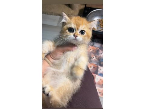 British shorthair golden koca göz ny12