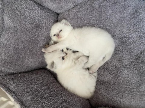 Bal surat british shorthair