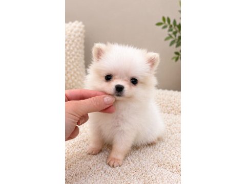 Pomeranian boo teacup 