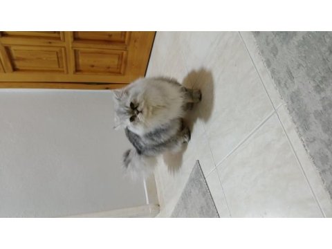 Chinchilla 8,5 aylık