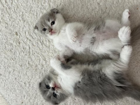 Bicolor nadir bulunan çift renk anne baba safkan kediler
