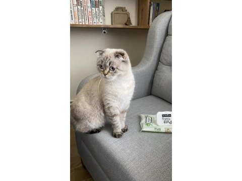 Uysal scottish fold kızıma yuva