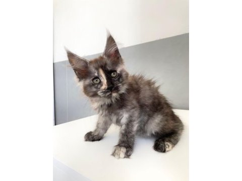 Mainecoo. 2,5 aylık b. smoke dişi