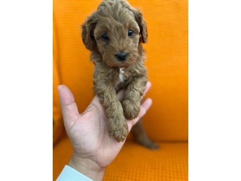 Maltipoo yavrular (4 tane mevcuttur)