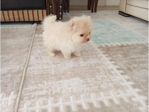 Pomeranian yavrularımız