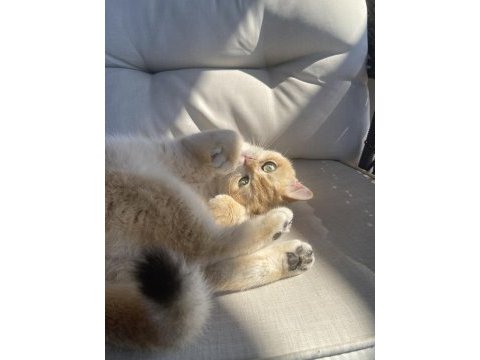 Şecereli safkan golden british shorthair dişi ny12