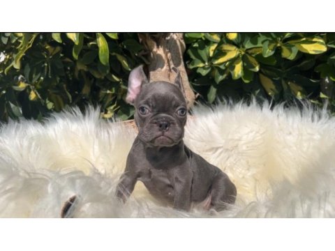 Exotic renk french bulldog yavrularım