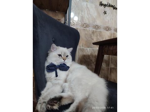 İran kedisi