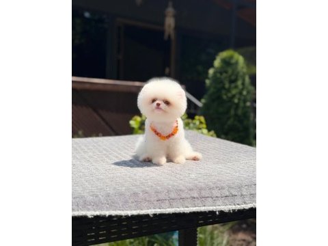Kar beyaz pomeranian