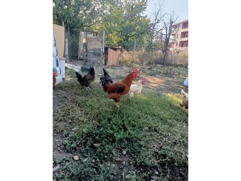 Satılık köy horozu