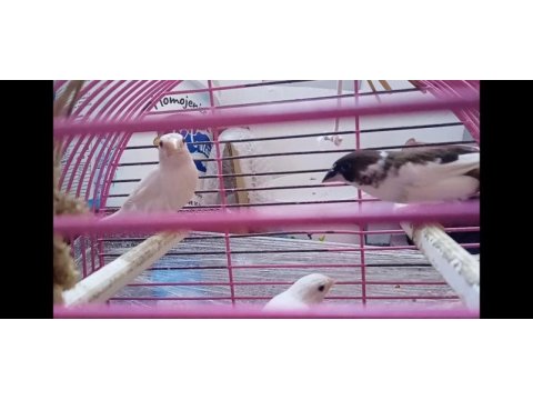 Yavru makineleri bengal ispinoz finch