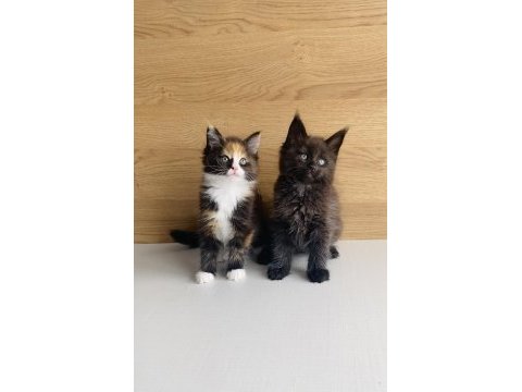 Değerini bilene xxl maıne coon bebeklerim 
