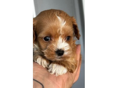 Karamel maltipoo teacup