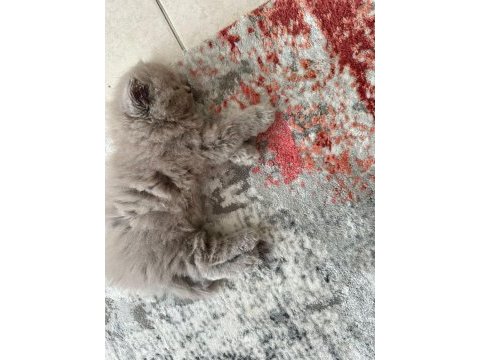 British shorthair