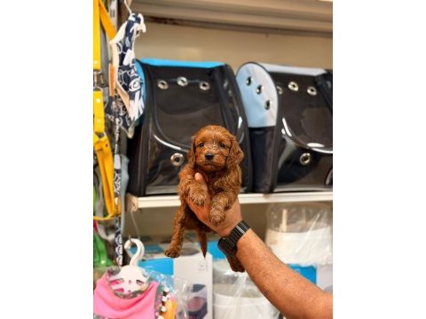Toy poodle köpeğimiz