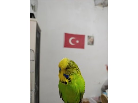 Topluda uygun muhabbet kuşu