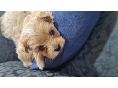 Maltipoo yavrumuz