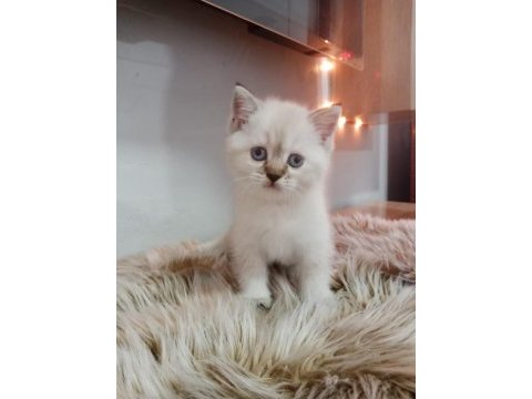 British longhair dişi