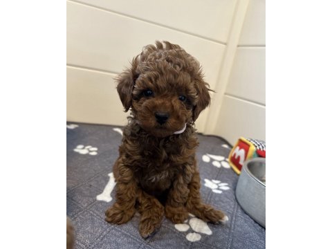 Wc eğitimli ev ortamına uygun poodle bebekler