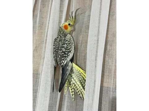 Erkek pearl evcil yavru sultan