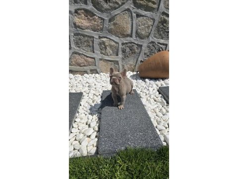 Yeşil göz izabella erkek efsane french bulldog