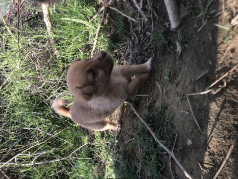 Şirin yavru köpekler sahiplendirilecek
