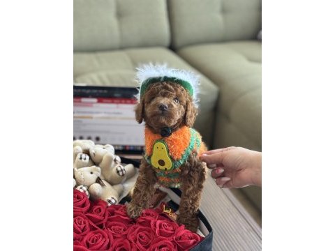 Yakışıklı oğlum odin büyümeyen toy poodle