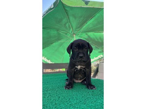 Cane corso yavrularmız