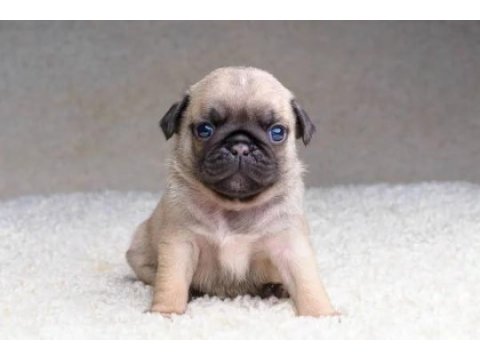 Irk ve sağlık garantili pug