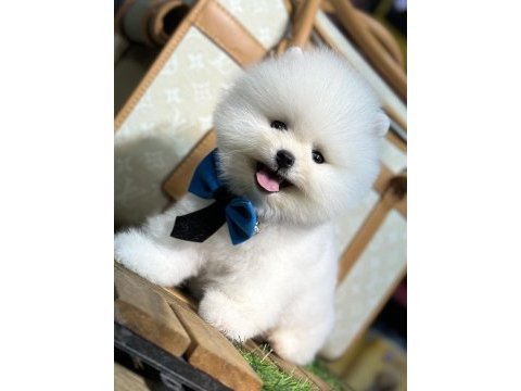 En mini boy pomeranian bebekler